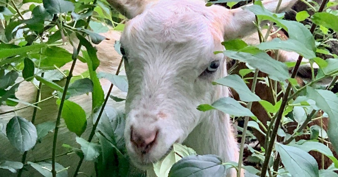 What Goats Have Taught Us