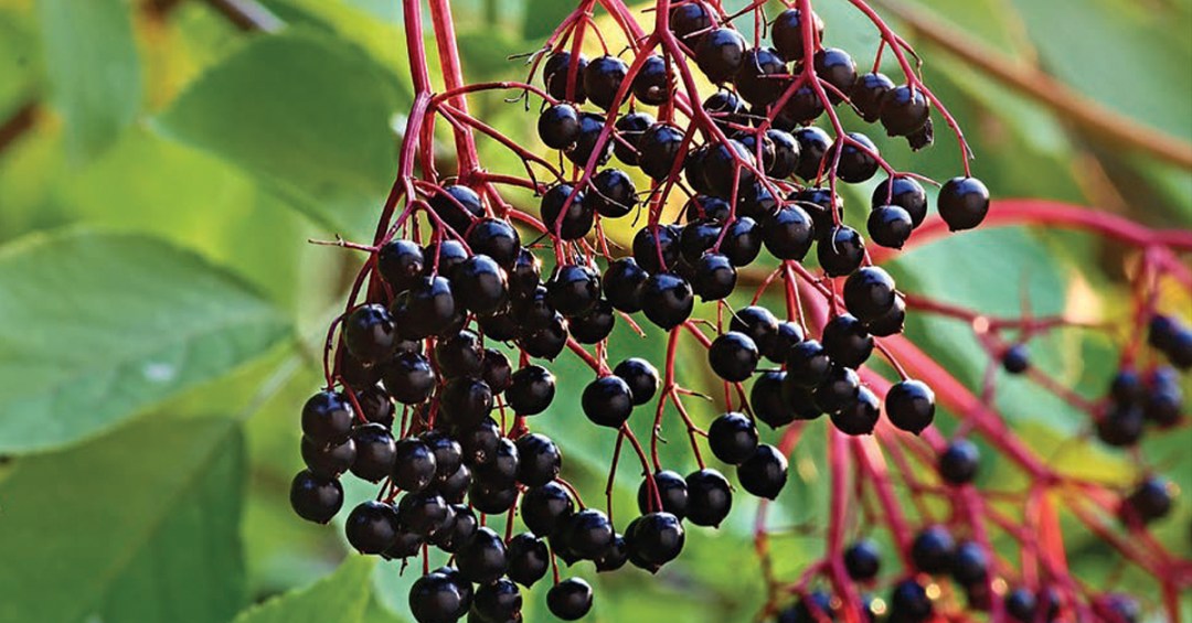 Colds, Flu, and Herbal Helpers for Support