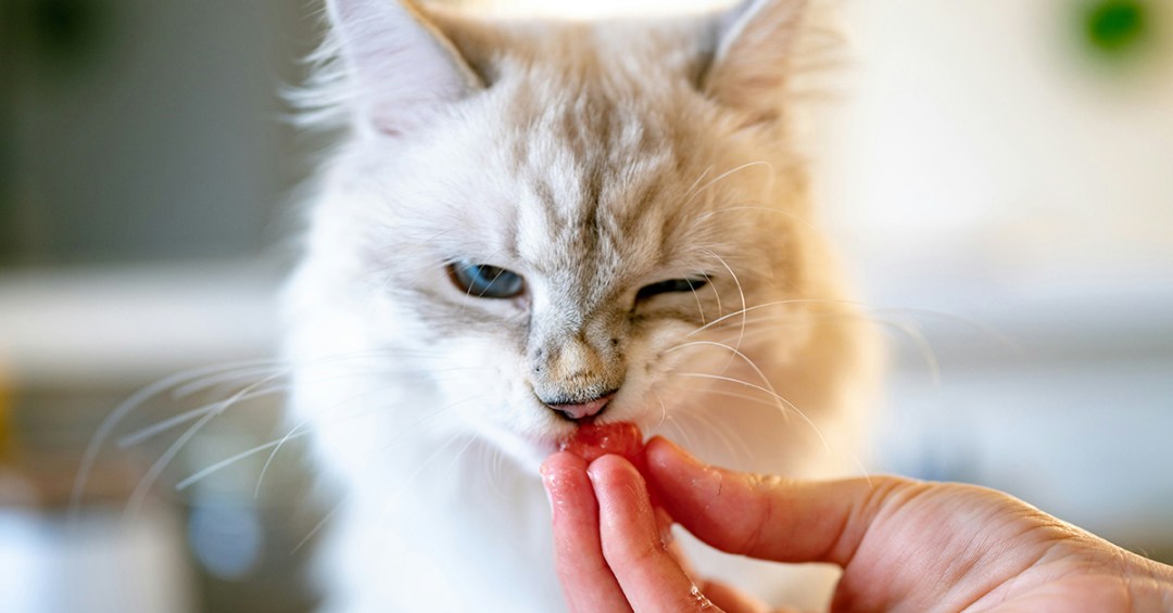 Understanding Feline Chronic Gingivostomatitis