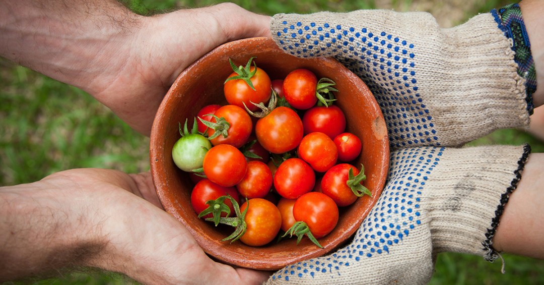 Plant Your Own Tomatoes, Peppers, and Eggplants
