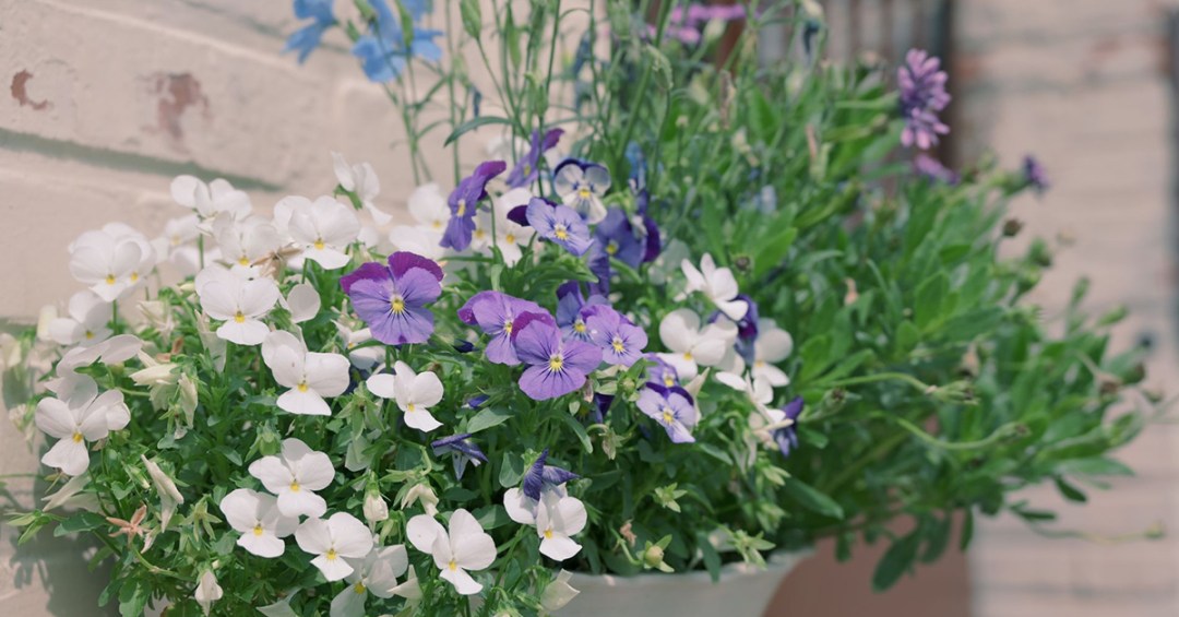 It’s All About Flowers
