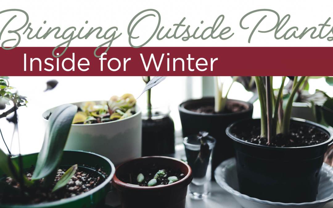 Bringing Outside Plants Inside for Winter